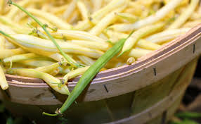 Une belle vente de beaux haricots verts au marché ? Haricot Vert Phaseolus Vulgaris Nain Ou A Rames Plantation Culture Recolte