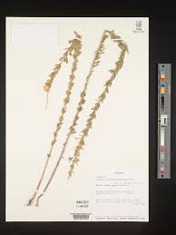 Image result for Crotalaria argyrolobioides