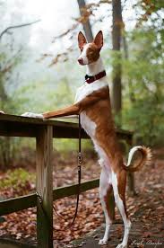 Dogs Caanubis Podenco Ibicenco Aka Ibizan Hound By Ibizan Hound Dog Breeds Hound Puppies