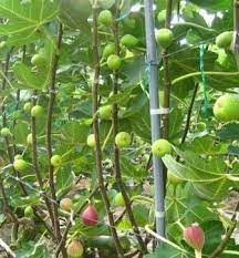 Semoga bermanfaat dan juga dapat menambah ilmu pengetahuan akan cara. 8 Cara Budidaya Buah Tin Dan Jenis Jenis Buah Tin