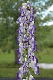 Image result for Aptosimum elongatum