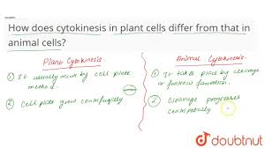 Prophase, prometaphase, metaphase, anaphase and telophase. How Does Cytokinesis In Plant Cells Differ From That In Animal Cells Youtube