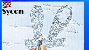 You can cut the sponges into a variety of shapes to stimulate and encourage your child's creativity. How To Draw Sycon Sponge Labelled Diagram Kingdom Animalia Phylum Porifera Youtube