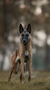 Check spelling or type a new query. Belgian Malinois Wallpapers Wallpaper Cave