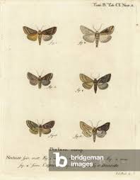 Image result for Autographa bractea