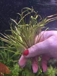 Image result for Blyxa aubertii