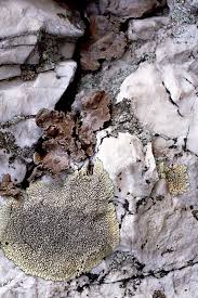 This 16.9 mile section of trail features michaux state forest and chimney rocks. Image Mc086 10 2001 05 05