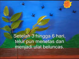 Dokumen standard kurikulum2.3 memahami tumbesaran haiwan2.3.2 mengenal pasti perubahan yang berlaku pada haiwan sejak dilahirkan iaitu membesar dari segi perubahan rupa dan pertambahan saiz.dokumen standard. Kitaran Hidup Rama Rama Youtube