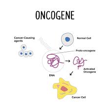 Image result for Oncogene
