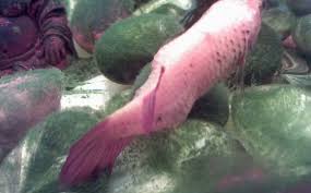 Betta Fish Swim Bladder Disease Treatment Vang Bettas