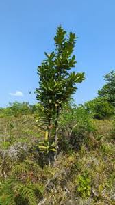 Image result for Brexia