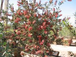 Image result for Callistemon