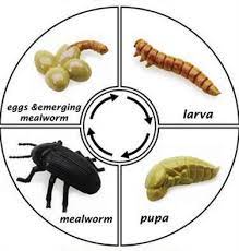 Meal Worm Life Cycle Google Search Meal Worms Worm Farm Life Cycles