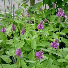 Image result for Stachys