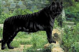 A Black Tiger Of The Likely Appearance Of A Bona Fide Black Tiger Dr Karl Shuker Melanistic Animals Rare Animals Animals Wild