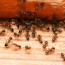 Pharaoh ants (monomorium pharaonis) are a common household pest which is difficult to control. Are Ants Drawn To The Kitchen Sink Green Pest Solutions