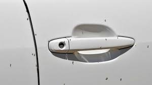 Japanese beetles cause leaves to appear skeletonized. Explained The Sticky Black Bugs Driving Us Crazy The Courier Mail