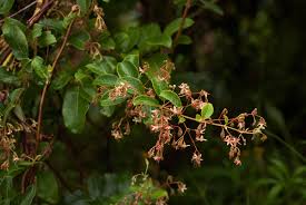 Image result for Tacazzea