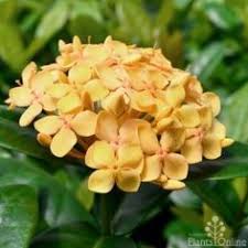 Low growing flowering shrubs australia. 32 Small Flowering Shrubs Ideas Flowering Shrubs Small Shrubs Shrubs