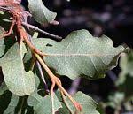 Image result for Combretum oxystachyum
