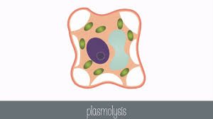 A microscopic network of actin filaments and microtubules in the cytoplasm of cells that gives the cell shape and coherence. Mechel Golenberke My First Website Chapter 7 Menu Home Home Page Science Literacy Back Science Literacy Science Literacy Reading In Science Resources Writing In Science Resources Reading In The Content Area Science Latin Greek Study