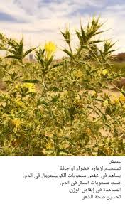 pin by hassan tarhini on flowers and plants in south lebanon ازهار ونباتات في جنوب لبنان plants herbs