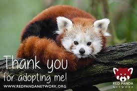Chicken Dumplings Nepalese Momo Cooking On The Weekends Recipe Red Panda Endangered Animals Animals