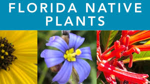 What flowers do hummingbirds love? Florida Native Plants Youtube
