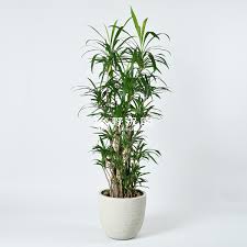 コルディリネ ストリクタ