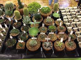 British cactus & succulent society: Garden Societies Fair Plant Sale Perth