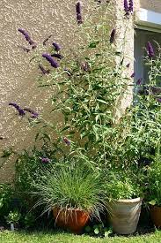 Sommerflieder Im Kubel Erfahrungen Pflege Und Uberwinterung Https Gartensaison Gartentipps Blogspot Com 2020 0 In 2020 Sommerflieder Garten Pflanzen Kubelpflanzen
