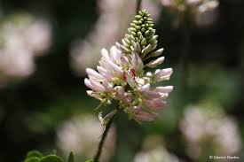 Image result for Indigofera dimidiata