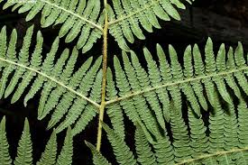 Image result for Pteridium aquilinum