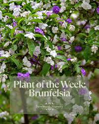 Image result for Brunfelsia