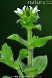 Image result for Cerastium glomeratum