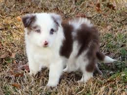 Border collie champion bloodline breeder. Border Collie Puppy Dog For Sale In Denver Colorado