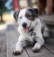 Blue heelers are very active dog and you would need to take them for a walk every day. Blue Heeler Australian Shepherd Mix Vet Reviews 3 Reasons To Avoid