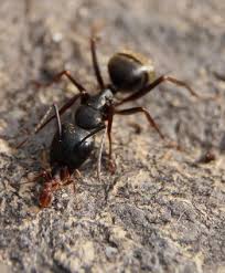 Recent pest control reviews in santa fe. Camponotus Pennsylvanicus Antwiki