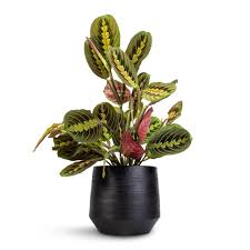 Image result for maranta