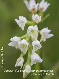 Image result for Schizochilus