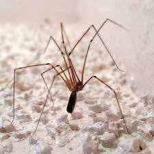 Sep 30, 2020 · the majority of the 3,000 spiders in the united states aren't dangerous. Common House Spiders Everything You Need To Know Pest Strategies