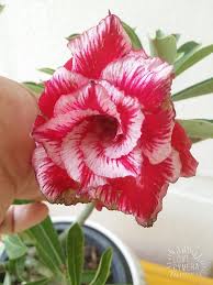 We did not find results for: åœ£è¯žè€äººsanta Claus çŽ°è´§ready Fairy Adenium House Facebook