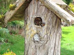 Bumble bees are not very clean and soil their own nests, so you should start with a layer of stuff that is easely cleaned out after bumble bee season. Orange Rumped Bumble Bees Like Birdhouses It S A Good Thing Backyard Bird Shop