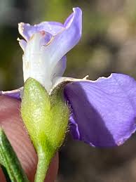 Image result for Psoralea arborea