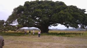 Località dell'eritrea famosa per una battaglia del 1887; Viaggio In Eritrea Diario Di Viaggio Diari Di Viaggio Afronine