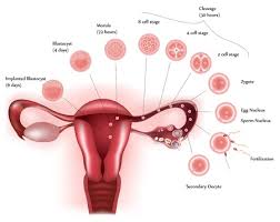 1 8 weibliche geschlechtsorgane ovar, katze, he corpus luteum menstruationis, he. Weibliche Anatomie Lizenzfreie Bilder Und Fotos Kaufen 123rf