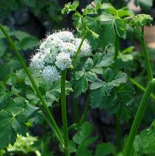 Image result for Oenanthe