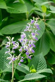 Image result for Brillantaisia pubescens