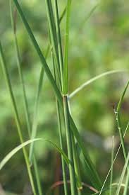 Image result for Sporobolus consimilis