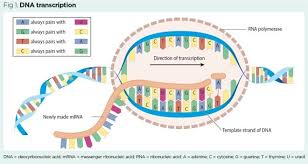 Dna is unzipped and read by rna polymerase in the nucleus. Genes And Chromosomes 3 Genes Proteins And Mutations Nursing Times
